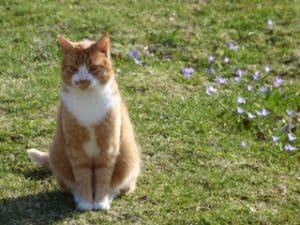 Katten Marsi, Skolan