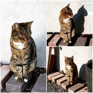 Katten Sixten, Valtersten