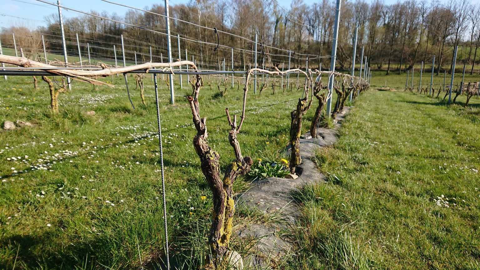 Elektrisk frostbeskyttelse af vinmarken med elvarmekabler