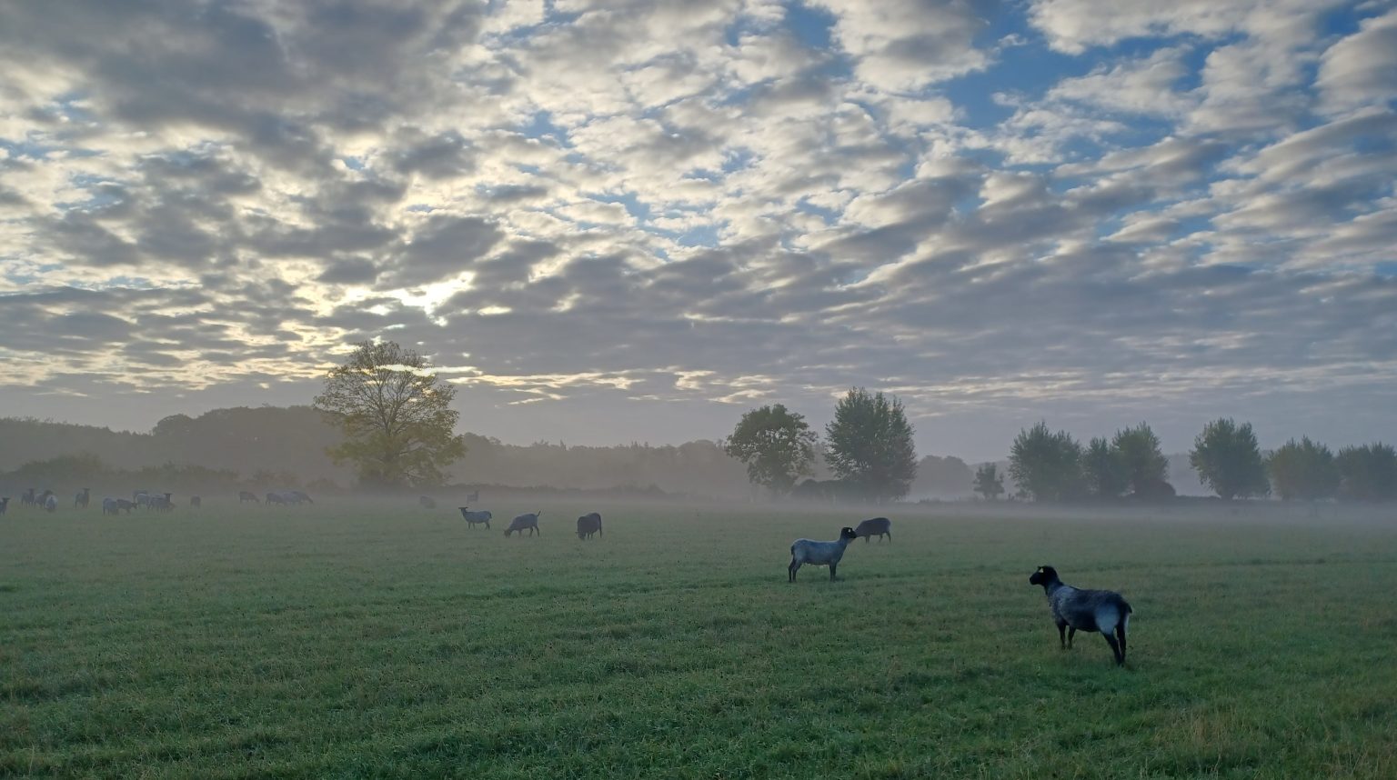 Morgensteming hos fårene