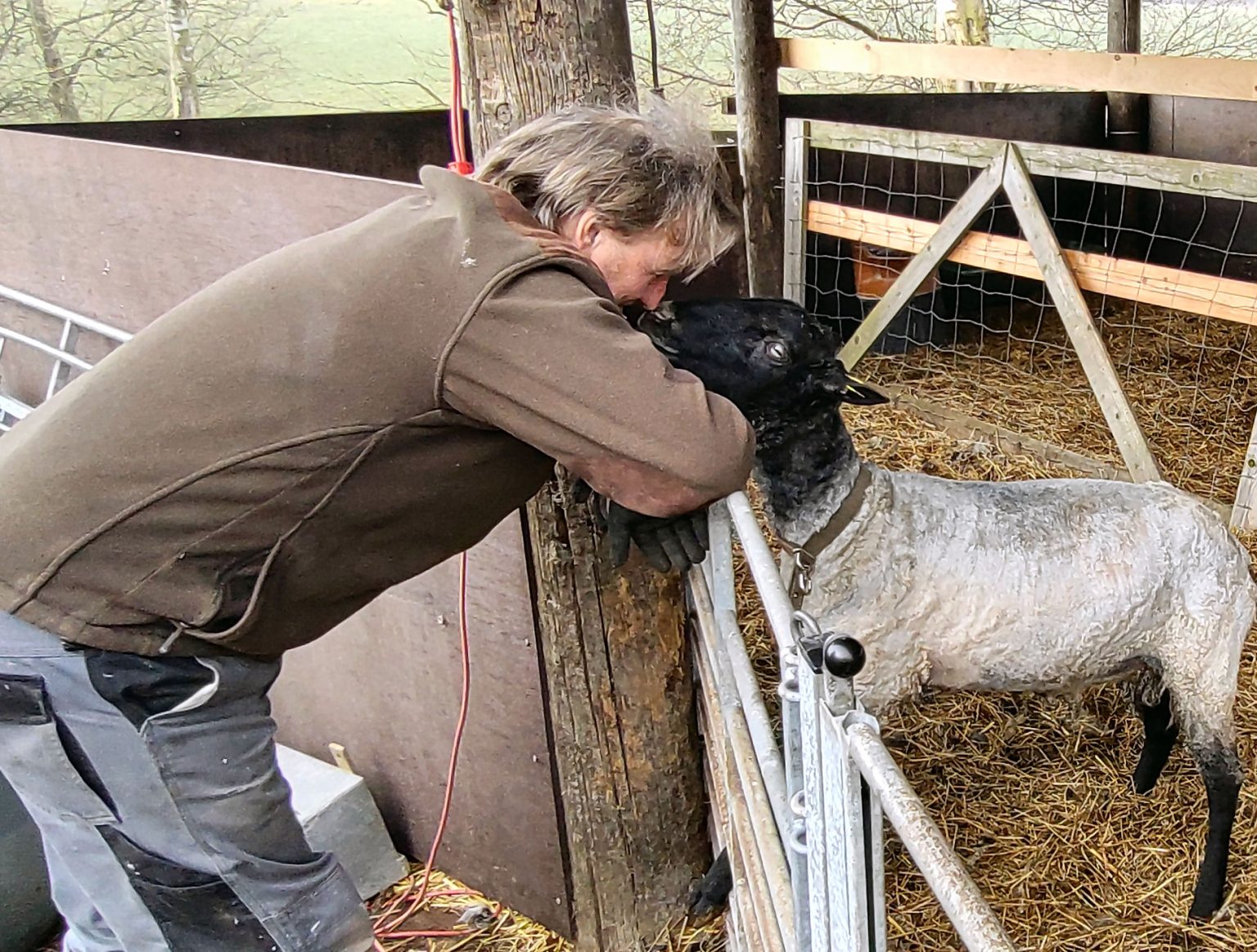 Fårene er tillidsfulde og lette at gøre tamme