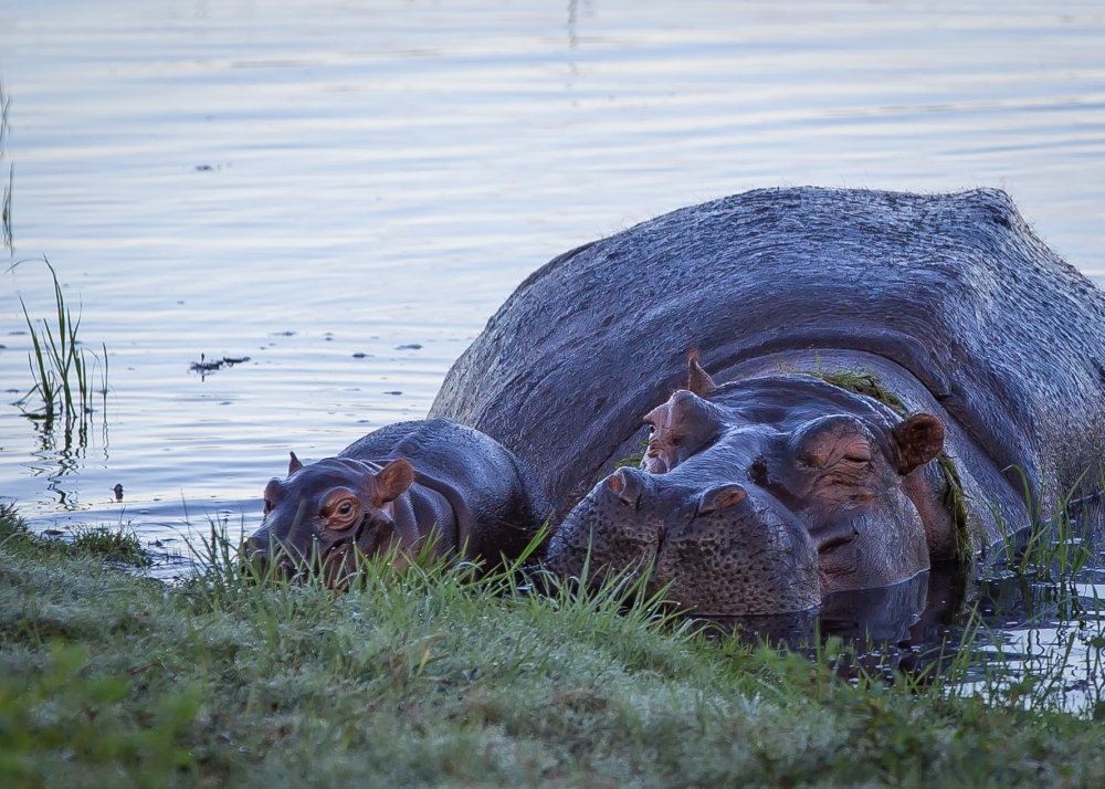 f-31454-hippos