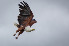 f-31454-fish-eagle