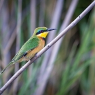 6  Bee-eater