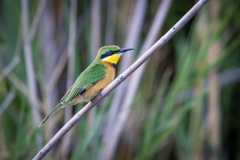 6  Bee-eater