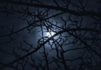 Sitting under the apple tree howling at the fullmoon