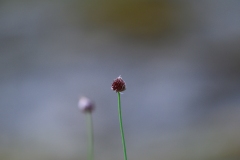 31-f-06650-gräslök