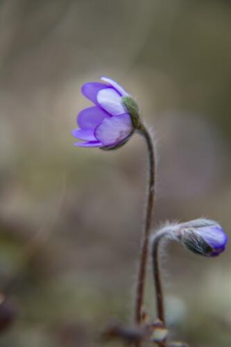 e-t052484-Blomma 