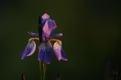 s-11623-iris