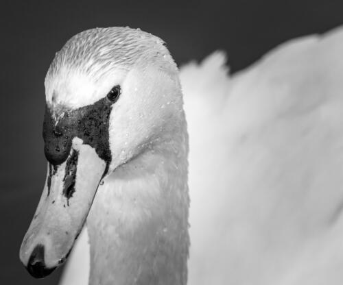 s-84172-Swan 