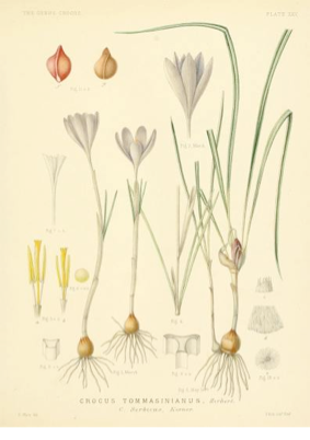 A monograph of the genus Crocus, G. Maw (1886)