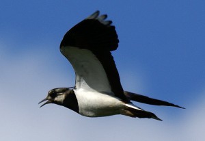 Weidevogelbeheer op uw akker