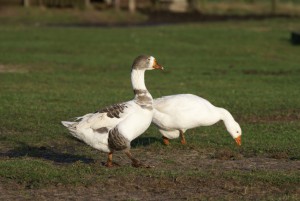 Boerengans gans