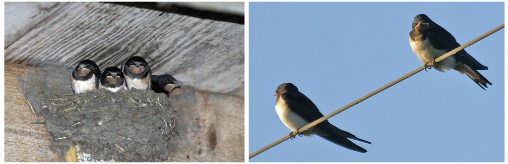 ErvenPlus zal biodiversiteit in Deurne verhogen