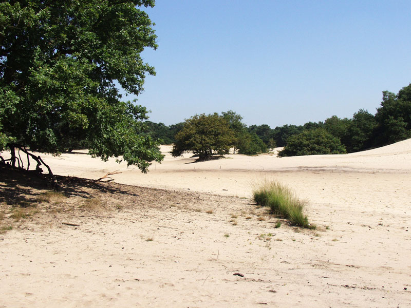 Drunense duinen