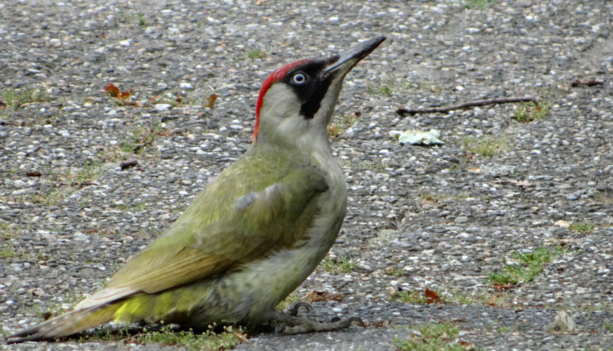 Groene Specht