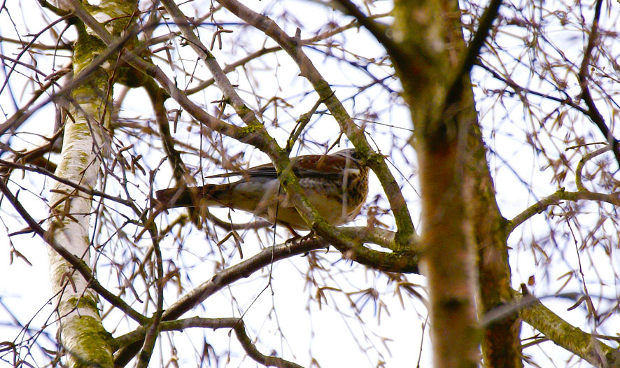 Kramsvogel