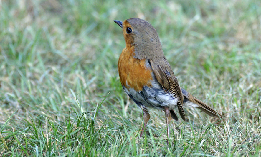 Roodborst