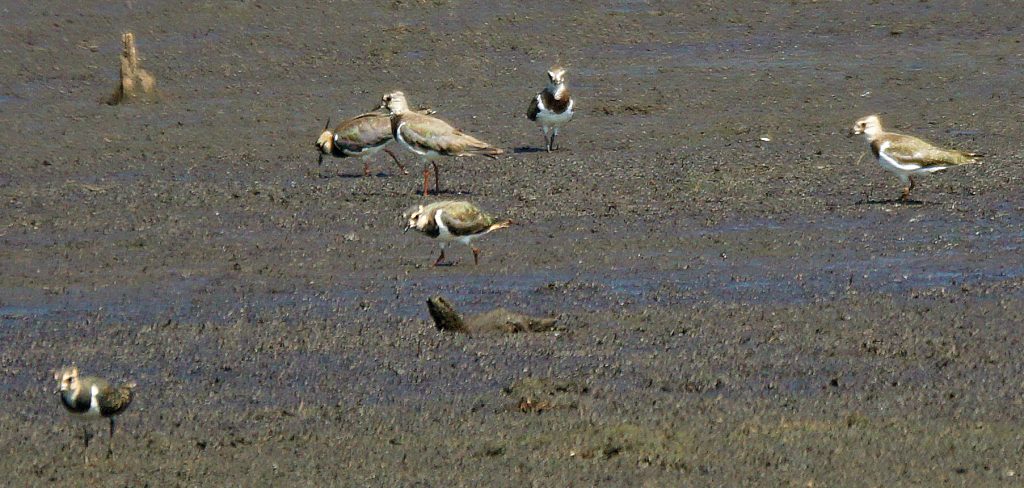 Bijzonder: Weidevogels in Aan’t Elfde, de Groote Peel