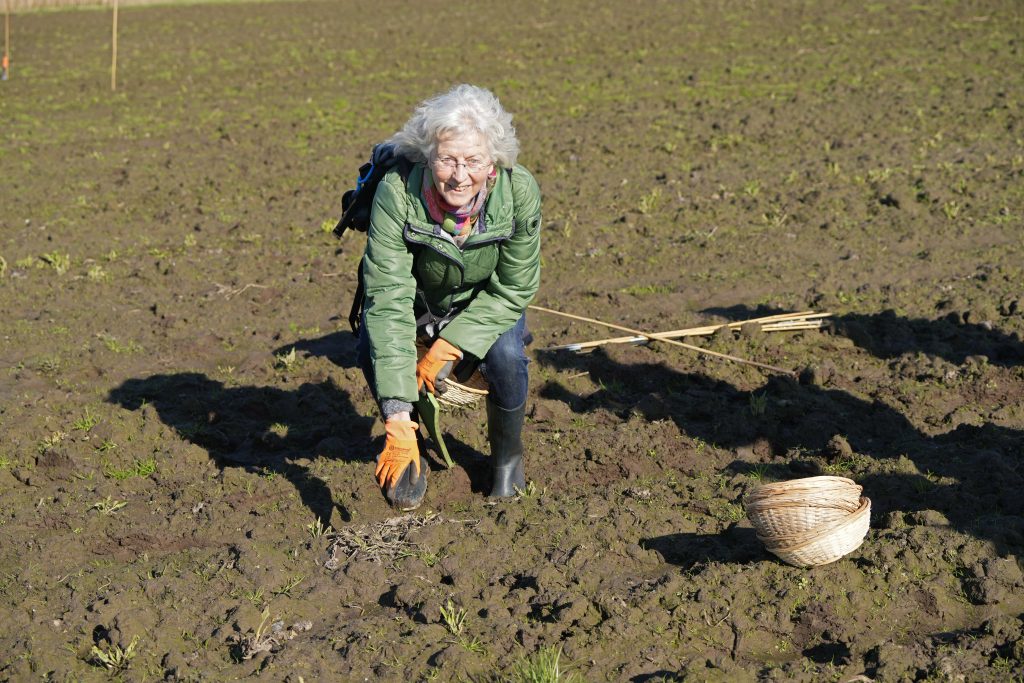 Eerste kievitsei in Deurne