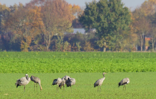 NeustadterMoor InWeiKraanvogels