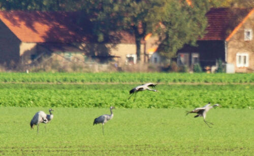 NeustadterMoor InWeideKraanvogels