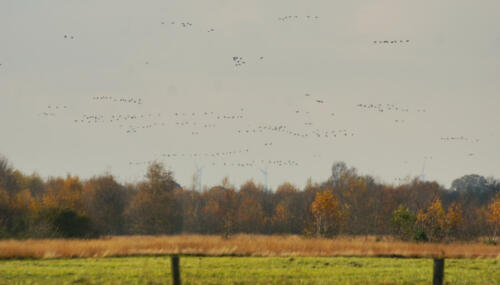 NeustadterMoor LuchtVolKraanvogels