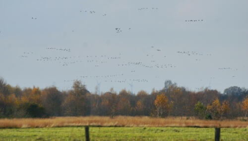 NeustadterMoor VluchtKraanvogels