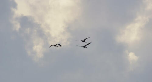 NeustadterMoor WolkenKraanvogels