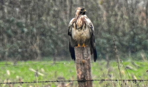 Buizerd