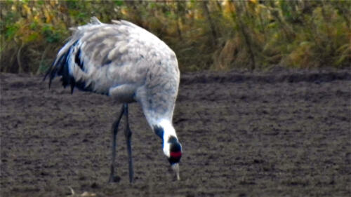 Kraanvogel