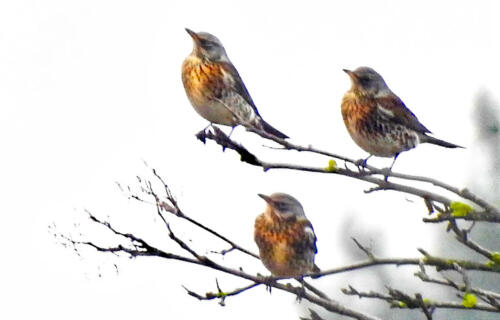 Kramsvogels