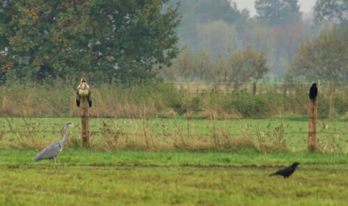 OppenWeherMoor BuizerdKraaiReiger