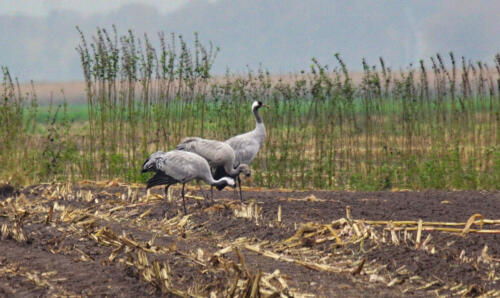 OppenWeherMoor Kraanvogels op Mais