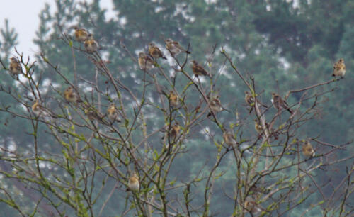 OppenWeherMoor Kramsvogels