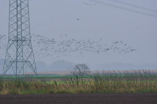 OppenWeherMoor WolkKraanvogels