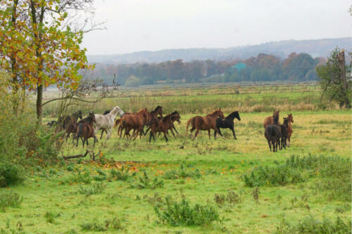 OsterFeinerMoor Paarden