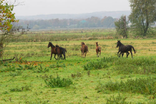 OsterfeinerMoor GroepPaarden