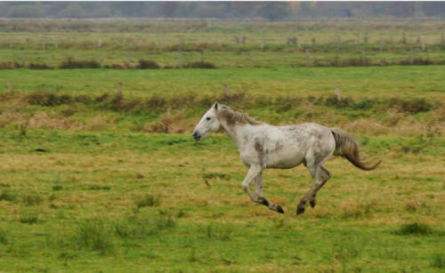 OsterfeinerMoor SchimmelPaard