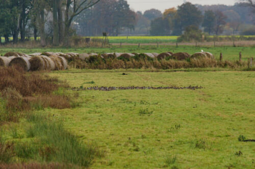 OsterfeinerMoor SmientenGroep