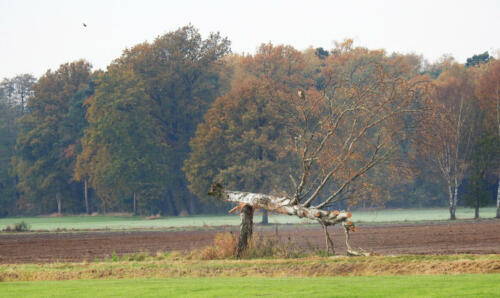 Buizerd