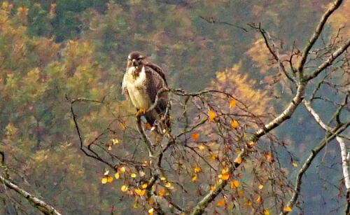 UchterMoor Buizerd