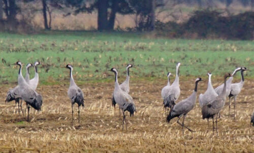 UchterMoor GroepKraanvogels