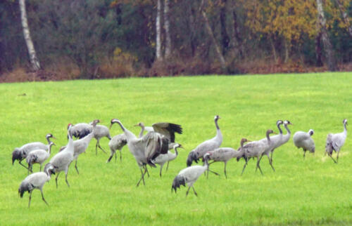 UchterMoor KraanvogelsDans