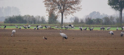 UchterMoor KraanvogelsOpHetMais