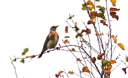 UchterMoor KramsVogel