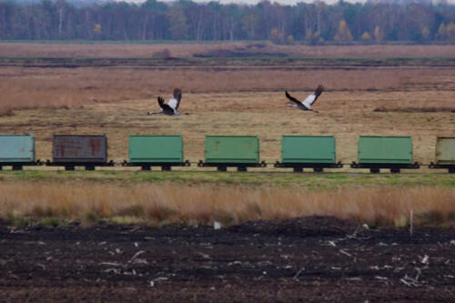 UchterMoor TreinEn2Kraanvogels