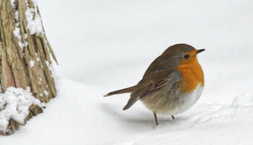 RoodBorst