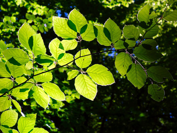 wald-im-sommer-waldsicht