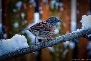 Dunnock (Prunella modularis)